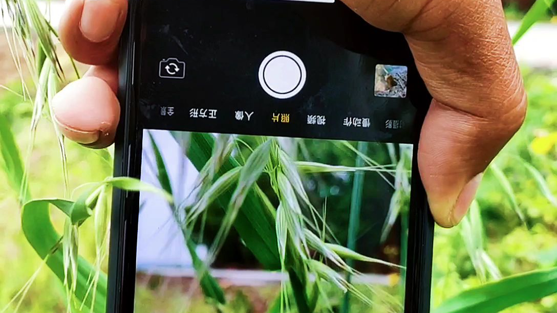 路边杂乱野草这么去拍,还挺好看的,不信你也试试。